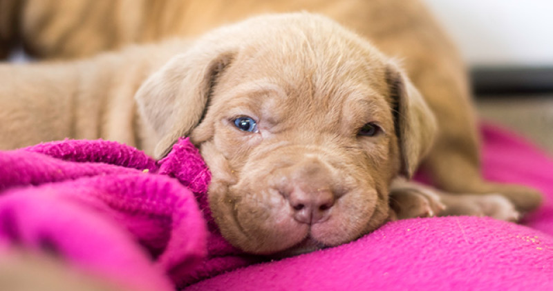 About sales puppy dog